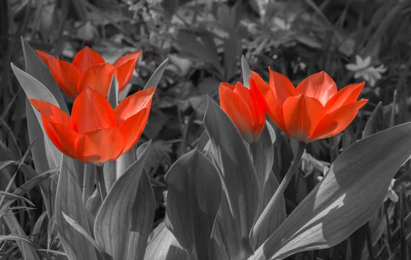 Ярко Красный Тюльпан Саду — стоковое фото