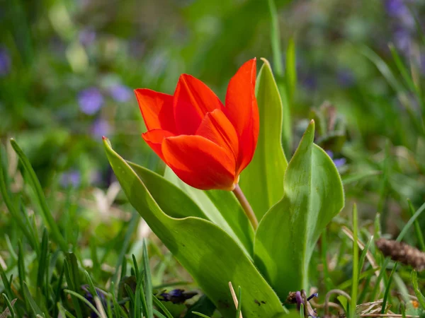 Tulipa Vermelha Brilhante Jardim — Fotografia de Stock