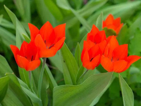 Jasnoczerwony Tulipan Ogrodzie — Zdjęcie stockowe