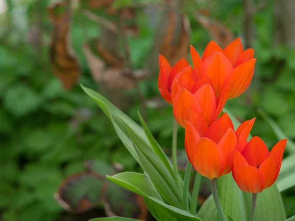 Tulipa Vermelha Brilhante Jardim — Fotografia de Stock