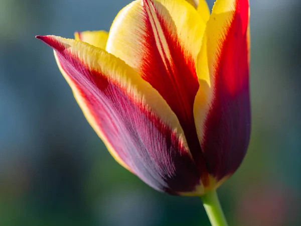 Tulpe Rot Und Gelb Garten — Stockfoto