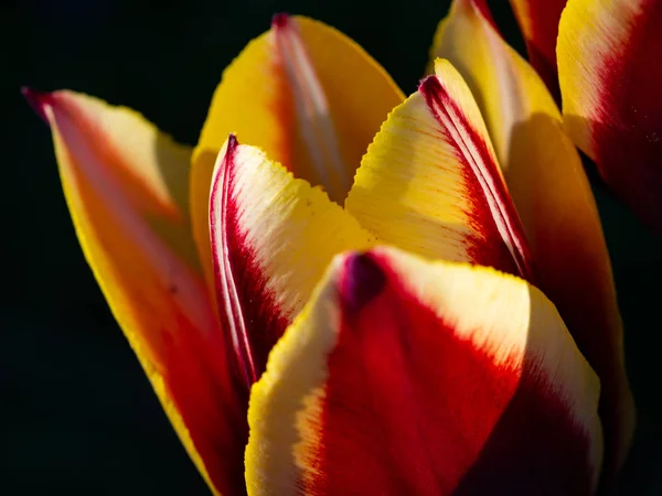 Tulipe Rouge Jaune Dans Jardin — Photo