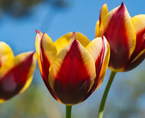 Tulipe Rouge Jaune Dans Jardin — Photo