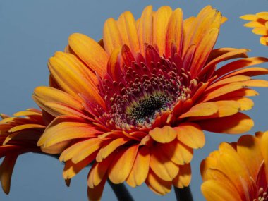 Buket gerbera papatya portakalı