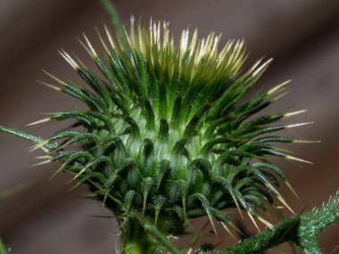 Pamuk devedikeni baharda