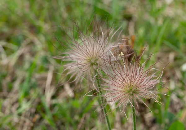 Pasqueflower et prairie au printemps — Photo