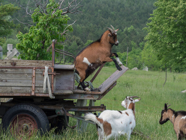 Playing goats on pasture