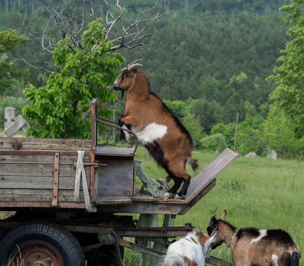 Jouer Aux Chèvres Dans Les Pâturages — Photo