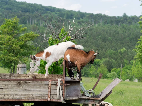 Граючи козлів на пасовищі — стокове фото