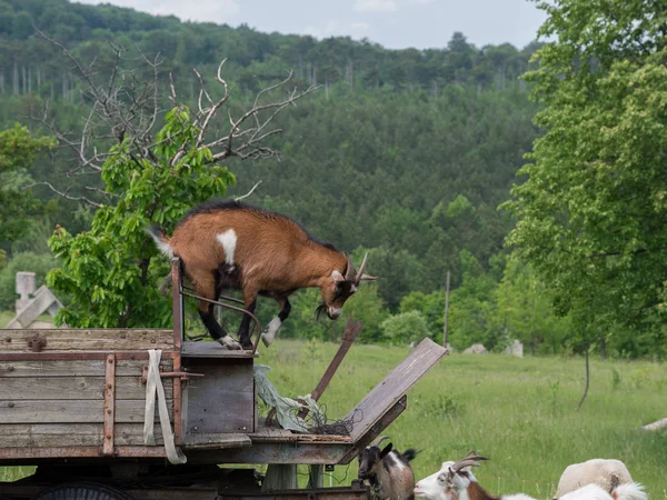 Playing goats on pasture — Stock Photo, Image