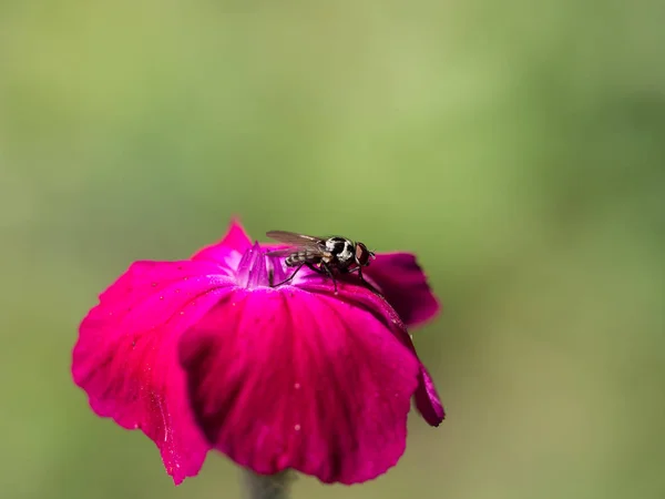 Hoverfly on a pink rose campion bloom — Stock Photo, Image