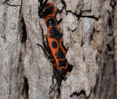 Tahtada iki kundakçı