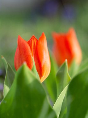 Lale çayırda parlak kırmızı