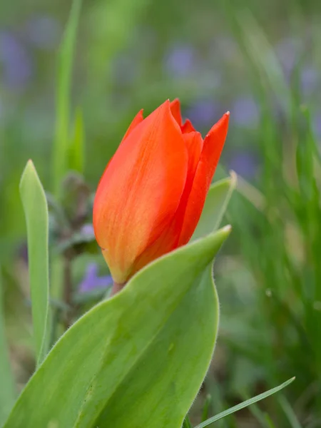Tulipa vermelho brilhante no prado — Fotografia de Stock