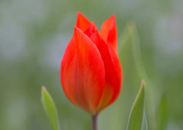 Tulipán jasně červený na louce — Stock fotografie