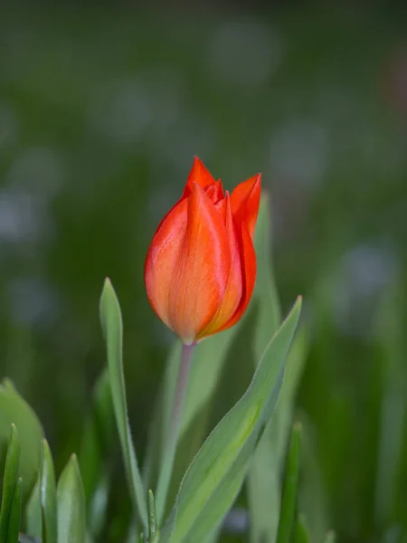 Tulipa vermelho brilhante no prado — Fotografia de Stock
