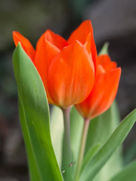 Tulipa vermelho brilhante no prado — Fotografia de Stock