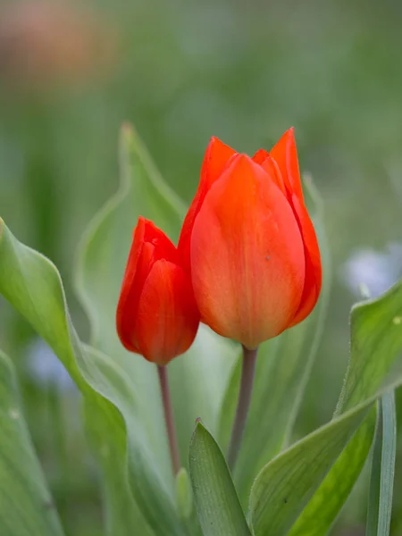 Tulpe knallrot auf der Wiese — Stockfoto