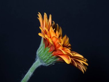 Çiçek gerbera papatya ve siyah arkaplan