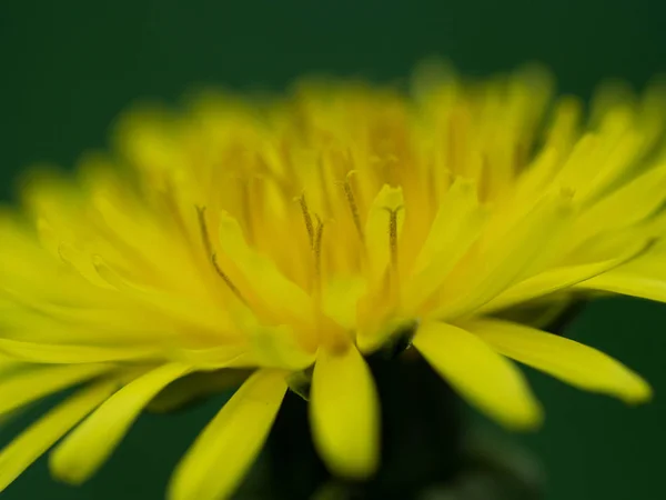 Paardebloem geel close-up — Stockfoto