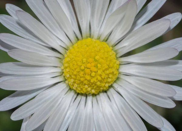 Gänseblümchen aus nächster Nähe — Stockfoto