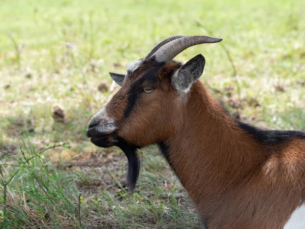 Otlakta boynuzlu keçi — Stok fotoğraf