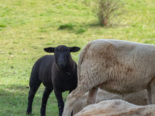 Agneau noir am moutons blancs sur pâturage — Photo