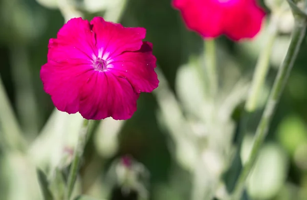 Primer plano de una flor de campion rosa — Foto de Stock