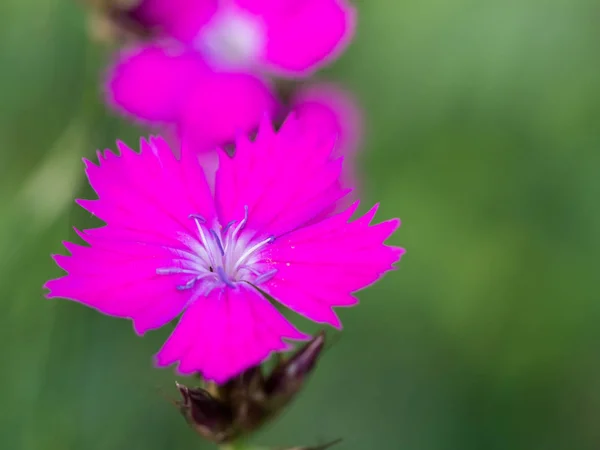 Primer plano de una flor de clavel rosa — Foto de Stock