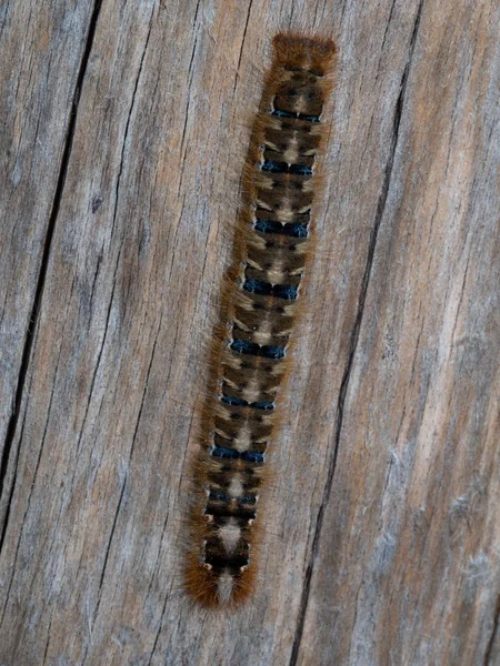 Caterpillar oak eggar on wood — Stock Photo, Image