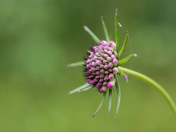 Gros plan d'une fleur rose de scabiosa — Photo