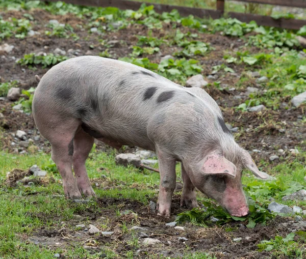 Εντοπίστηκαν γουρούνια σε ορεινό βοσκότοπο — Φωτογραφία Αρχείου