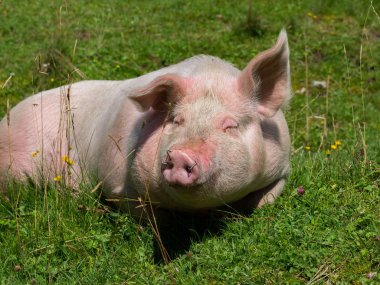 Dağ otlağında yatan domuz