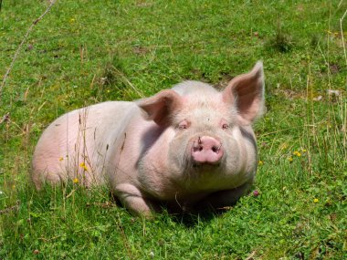 Dağ otlağında yatan domuz