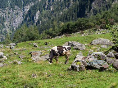 Dağ otlağında süt ineği
