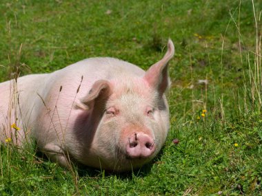 Dağ otlağında yatan domuz