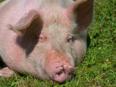 Dağ çayırındaki bir domuzun portresi