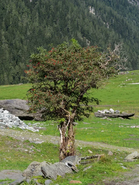 Rowan árbol en un pasto de montaña —  Fotos de Stock