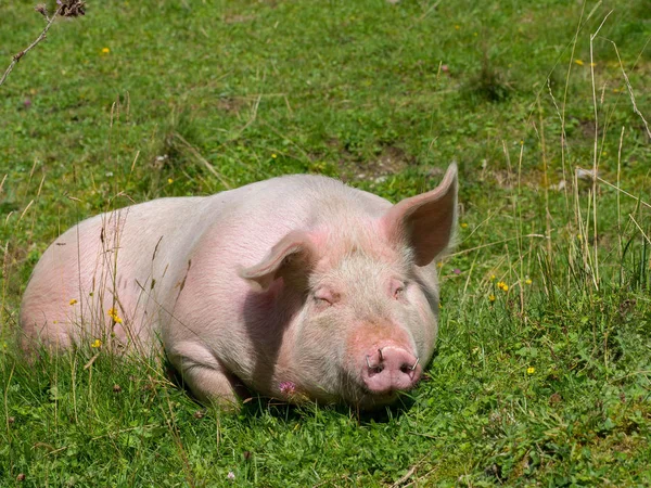 Ξαπλωμένο γουρούνι σε ορεινό βοσκότοπο — Φωτογραφία Αρχείου