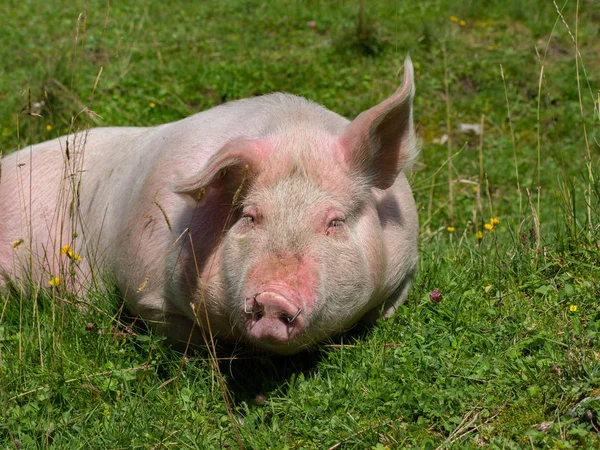 Porc couché sur un pâturage — Photo