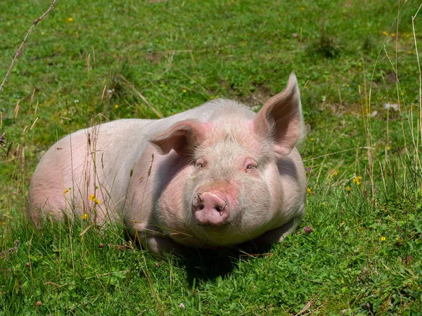 Лежащая свинья на горном пастбище — стоковое фото