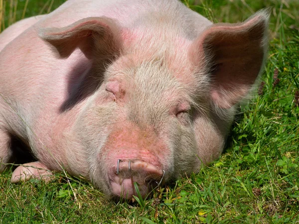Портрет свиньи на горном пастбище — стоковое фото