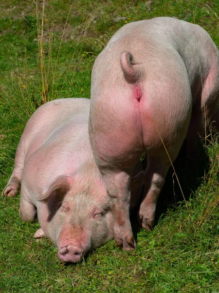Δύο γουρούνια σε ορεινό βοσκότοπο — Φωτογραφία Αρχείου