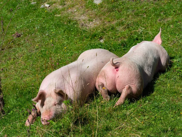 Δύο γουρούνια σε ορεινό βοσκότοπο — Φωτογραφία Αρχείου