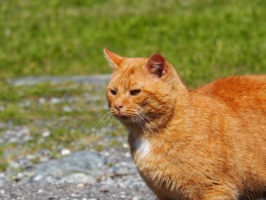 Sevimli yetişkin kızıl kedi. 