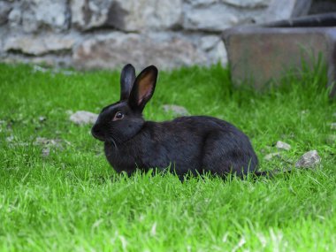 bir çayırda siyah tavşan