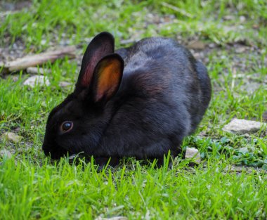 bir çayırda siyah tavşan