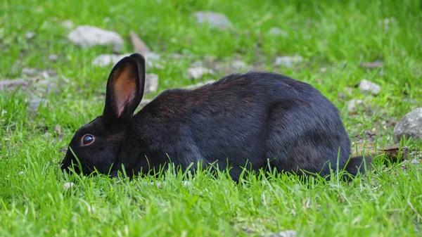 Schwarzer Hase auf einer Wiese — Stockfoto