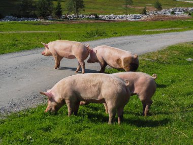 Otlaktaki domuz sürüsü