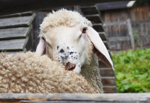 Портрет вівці в сільському середовищі — стокове фото